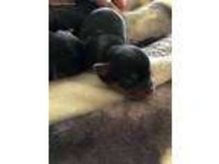Shorkie Tzu Puppy for sale in Nixa, MO, USA