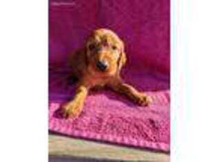 Irish Setter Puppy for sale in Wasilla, AK, USA
