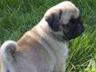 Pug Puppy for sale in LE ROY, NY, USA