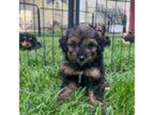 Mutt Puppy for sale in Mason City, IA, USA