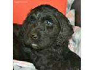 Labradoodle Puppy for sale in Cottonwood, CA, USA