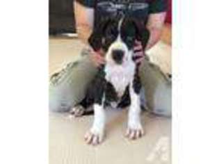 Great Dane Puppy for sale in MILILANI, HI, USA