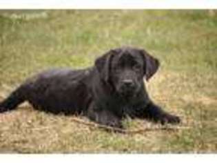 Labrador Retriever Puppy for sale in Eaton, OH, USA