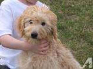 Goldendoodle Puppy for sale in HANCOCK, MN, USA