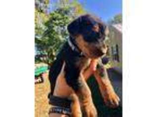 Airedale Terrier Puppy for sale in Barboursville, WV, USA
