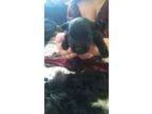 Mutt Puppy for sale in Gladwin, MI, USA
