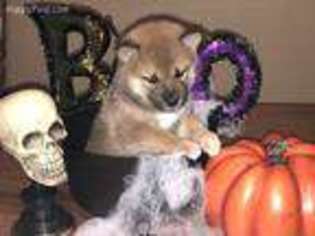Shiba Inu Puppy for sale in Mitchell, IN, USA