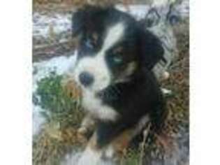 Australian Shepherd Puppy for sale in Redmond, OR, USA