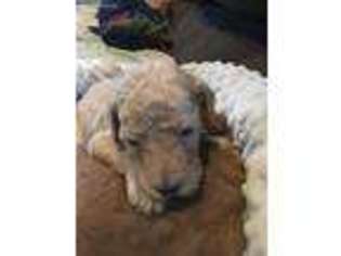 Goldendoodle Puppy for sale in Ancram, NY, USA
