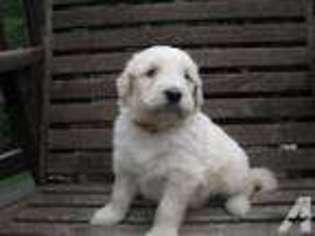 Goldendoodle Puppy for sale in MILL HALL, PA, USA
