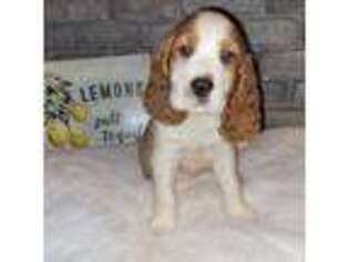 English Springer Spaniel Puppy for sale in Winchester, KY, USA