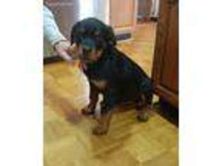 Rottweiler Puppy for sale in Williamsport, IN, USA