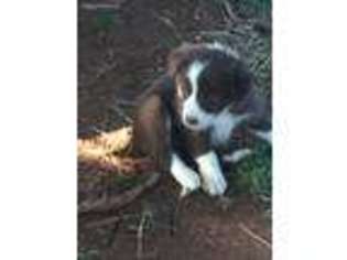 Border Collie Puppy for sale in Edmond, OK, USA