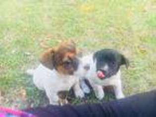 Jack Russell Terrier Puppy for sale in Fairfield, MT, USA