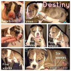 Bulldog Puppy for sale in Yelm, WA, USA