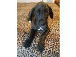 Great Dane Puppy for sale in Plummer, ID, USA