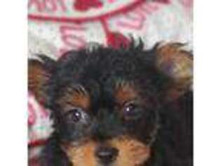 Yorkshire Terrier Puppy for sale in Roanoke, VA, USA