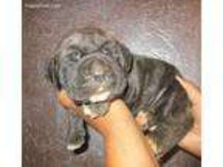 Neapolitan Mastiff Puppy for sale in Luther, OK, USA