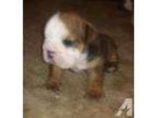Bulldog Puppy for sale in ZEPHYRHILLS, FL, USA