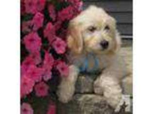 Goldendoodle Puppy for sale in ROCHESTER, MA, USA