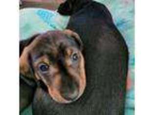 Dachshund Puppy for sale in Banning, CA, USA