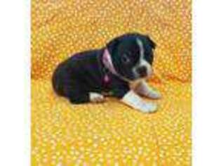 Boston Terrier Puppy for sale in Perdido, AL, USA