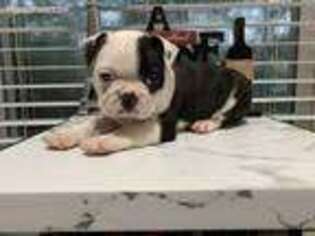 Boston Terrier Puppy for sale in Fayetteville, NC, USA