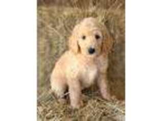 Labradoodle Puppy for sale in Elizabethtown, NC, USA