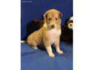 Collie Puppy for sale in Quebeck, TN, USA
