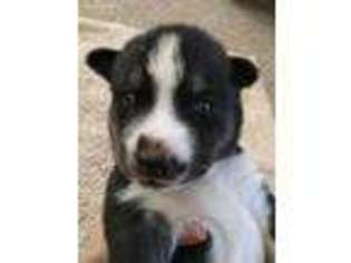 Siberian Husky Puppy for sale in Liberty, MO, USA