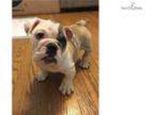 Bulldog Puppy for sale in Arlington, VA, USA