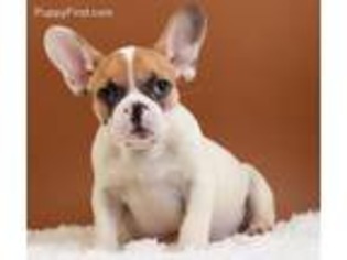 French Bulldog Puppy for sale in Globe, AZ, USA