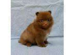 Pomeranian Puppy for sale in Perdido, AL, USA