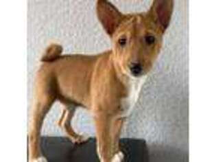 Basenji Puppy for sale in Sweetwater, TX, USA