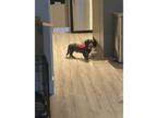 Dachshund Puppy for sale in Boynton Beach, FL, USA