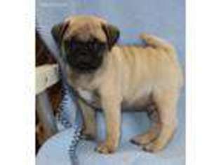 Pug Puppy for sale in Schuylkill Haven, PA, USA