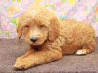 Labradoodle Puppy for sale in Albany, NY, USA