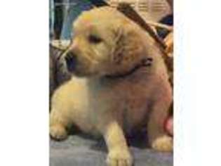 Golden Retriever Puppy for sale in Windsor, CO, USA