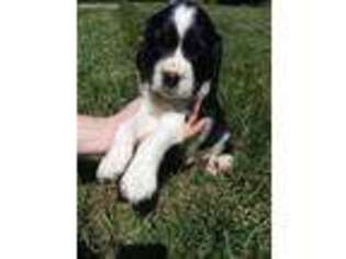 English Springer Spaniel Puppy for sale in Pickens, SC, USA