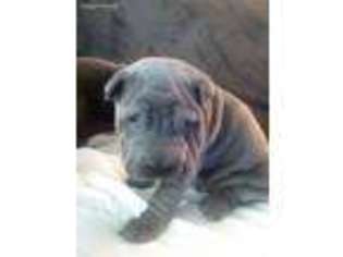 Mutt Puppy for sale in Nevada, IA, USA