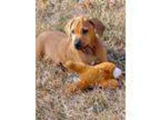 Rhodesian Ridgeback Puppy for sale in Titus, AL, USA