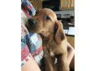 Mutt Puppy for sale in Waterford, ME, USA