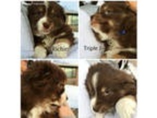 Miniature Australian Shepherd Puppy for sale in Delavan, WI, USA