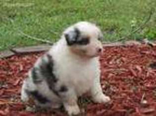 Australian Shepherd Puppy for sale in Clarinda, IA, USA