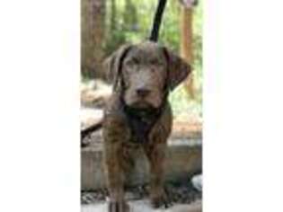 Labrador Retriever Puppy for sale in Commerce City, CO, USA