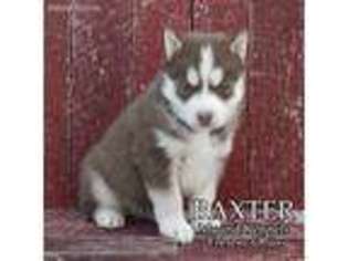 Siberian Husky Puppy for sale in Fresno, OH, USA