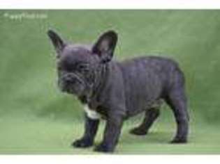 French Bulldog Puppy for sale in Wausau, WI, USA