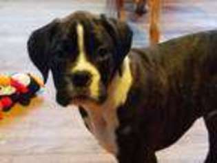 Boxer Puppy for sale in Black River Falls, WI, USA