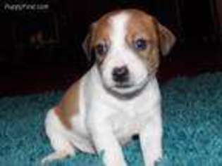 Jack Russell Terrier Puppy for sale in Houston, TX, USA