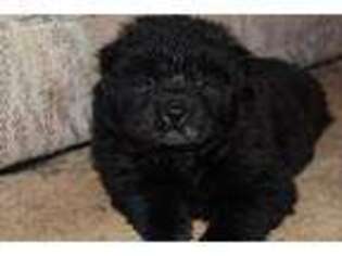 Chow Chow Puppy for sale in Middle River, MD, USA